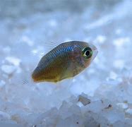 Image result for Newborn Baby Fish