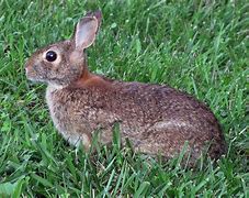 Image result for Spring Rabbit