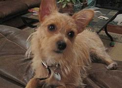 Image result for Wire Hair Terrier Chihuahua Mix