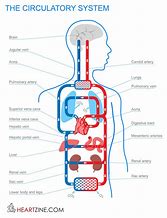 Image result for Arteries in Circulatory System