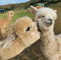 Image result for Alpaca