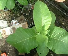 Image result for Tabac Plant