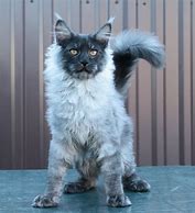 Image result for Smoky Black Maine Coon