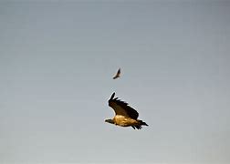 Image result for Vulture Flying