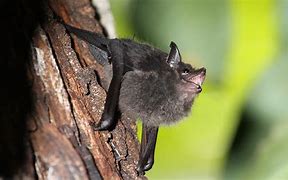 Image result for baby bat care