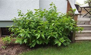 Image result for Cornus Arctic Fire