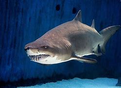 Image result for Aquarium of the Pacific Sharks