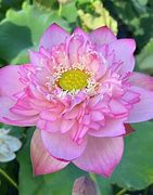 Image result for Where Is Pink Lady Boat