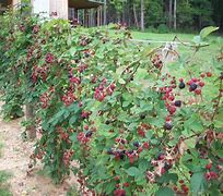 Image result for Michigan BlackBerry Trees