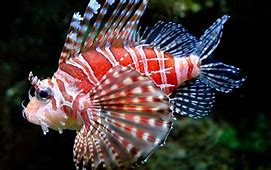 Image result for Lionfish Pet