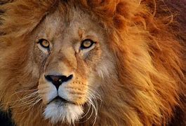 Image result for Teenage Male Lion