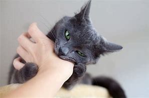 Image result for Cat Bite On Finger