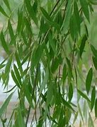 Image result for 1 Willow Tree