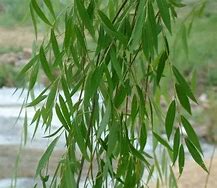 Image result for Calm Willow Tree