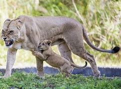 Image result for Lion Protecting Cub Pic