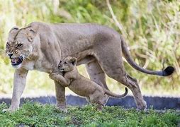 Image result for Mother and Father Lion Protecting Cub