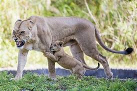 Image result for Lion Protecting Cub