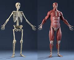 Image result for Muscle Skeleton Model