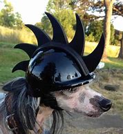 Image result for Dog Motorbike Helmet