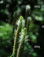 Image result for Spiked Rampion