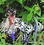 Image result for Java Chicken Breeders