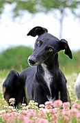 Image result for Galgo Dog Breed