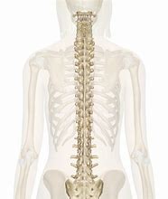 Image result for View of Spinal Column