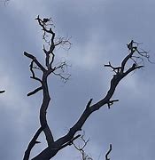 Image result for Solitary Tree