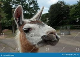 Image result for Lama Smiling