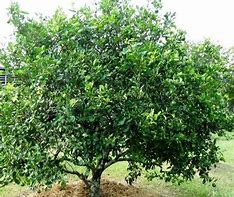 Image result for Tahiti Lime Tree