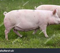 Image result for Swine Side View Pic