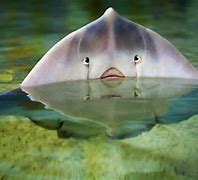 Image result for Water Skate