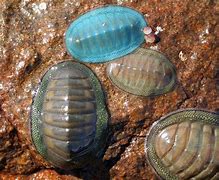 Image result for Chiton Wetlands