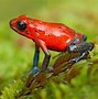 Image result for Most Poisonous Poison Dart Frog