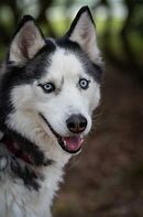 Image result for Anjing Husky