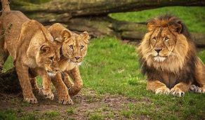 Image result for Zoo Mammals