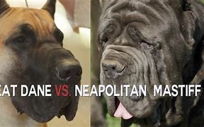 Image result for Neapolitan Mastiff Next to Human