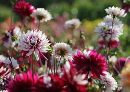 Image result for Summer Flowering Bulbs