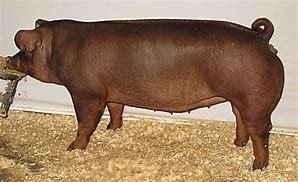 Image result for Swine Sow Giant