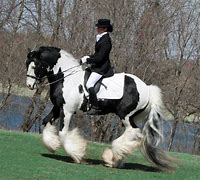 Image result for Most Beautiful Gypsy Horse