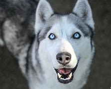 Image result for Lobo Marvle