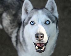 Image result for What Is a Lobo