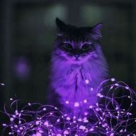 Image result for Kawaii Purple Cat Wallpaper