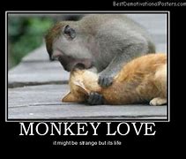 Image result for Funny Monkey Love