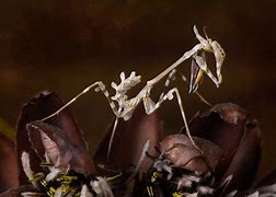 Image result for Praying Mantis Insect