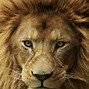 Image result for Roaring Angry Lion Wallpaper