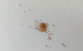 Image result for Small Red Ants