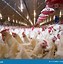 Image result for Chicken Poultry