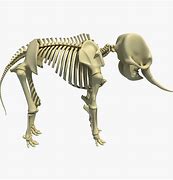 Image result for Horror Elephant Skeleton