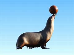 Image result for Sea Lion Ball Red White